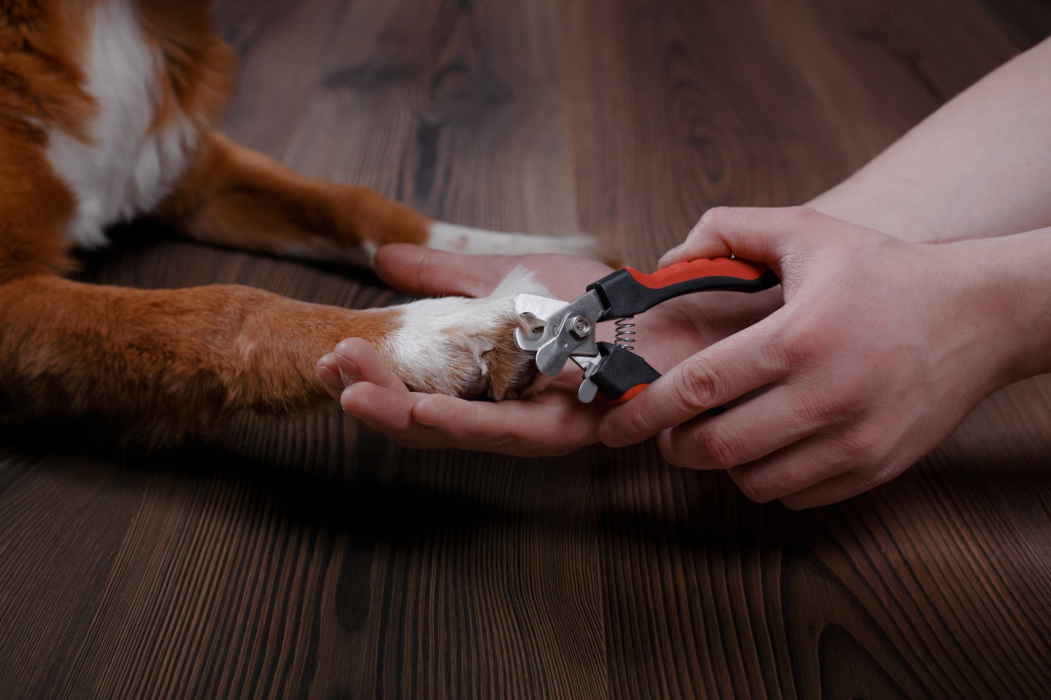 Pet Valu Pet Nail Trimming Boone Village Shopping Center Zionsville